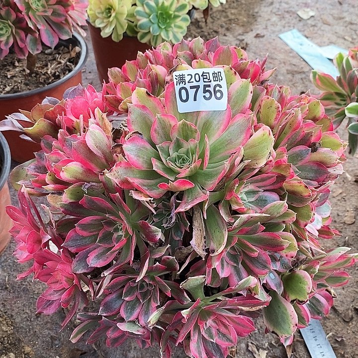 0756 一颗男神法师