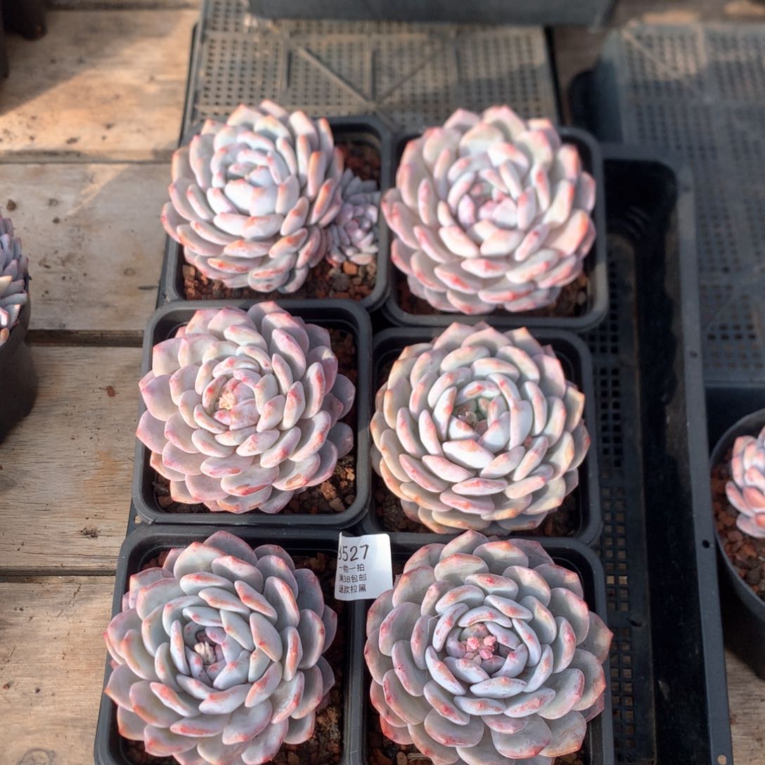 11厘米梦露六棵3527