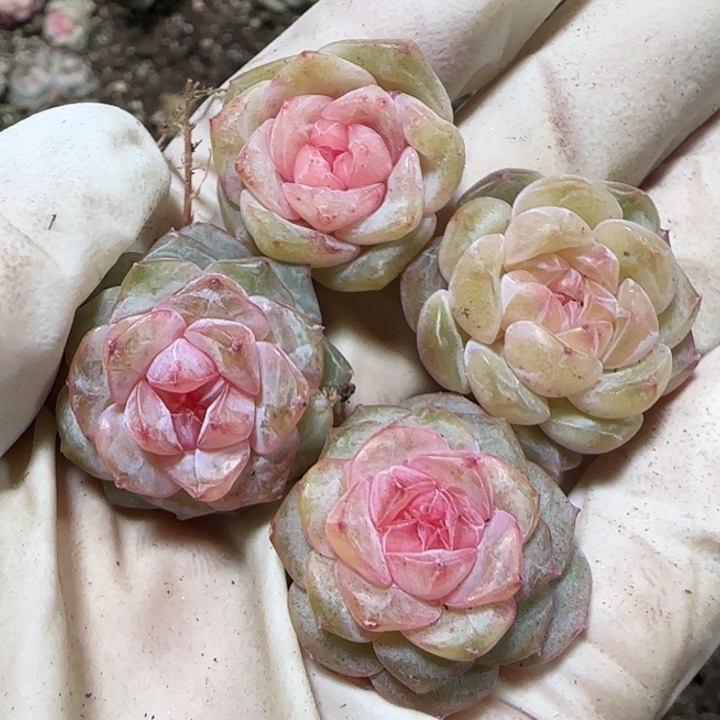 80号王者系列多肉一盒