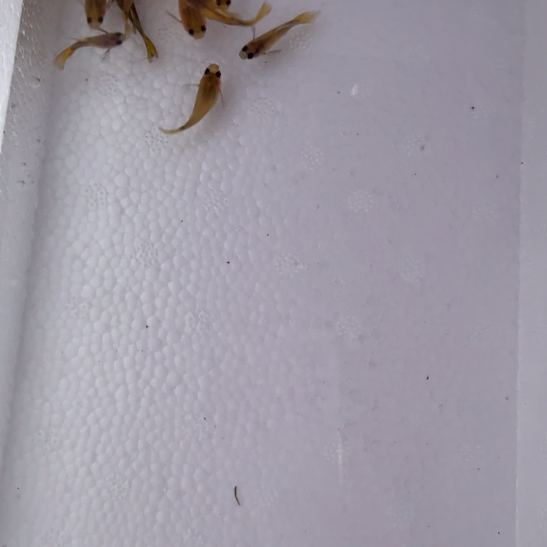 孔雀鱼玻璃猫10条