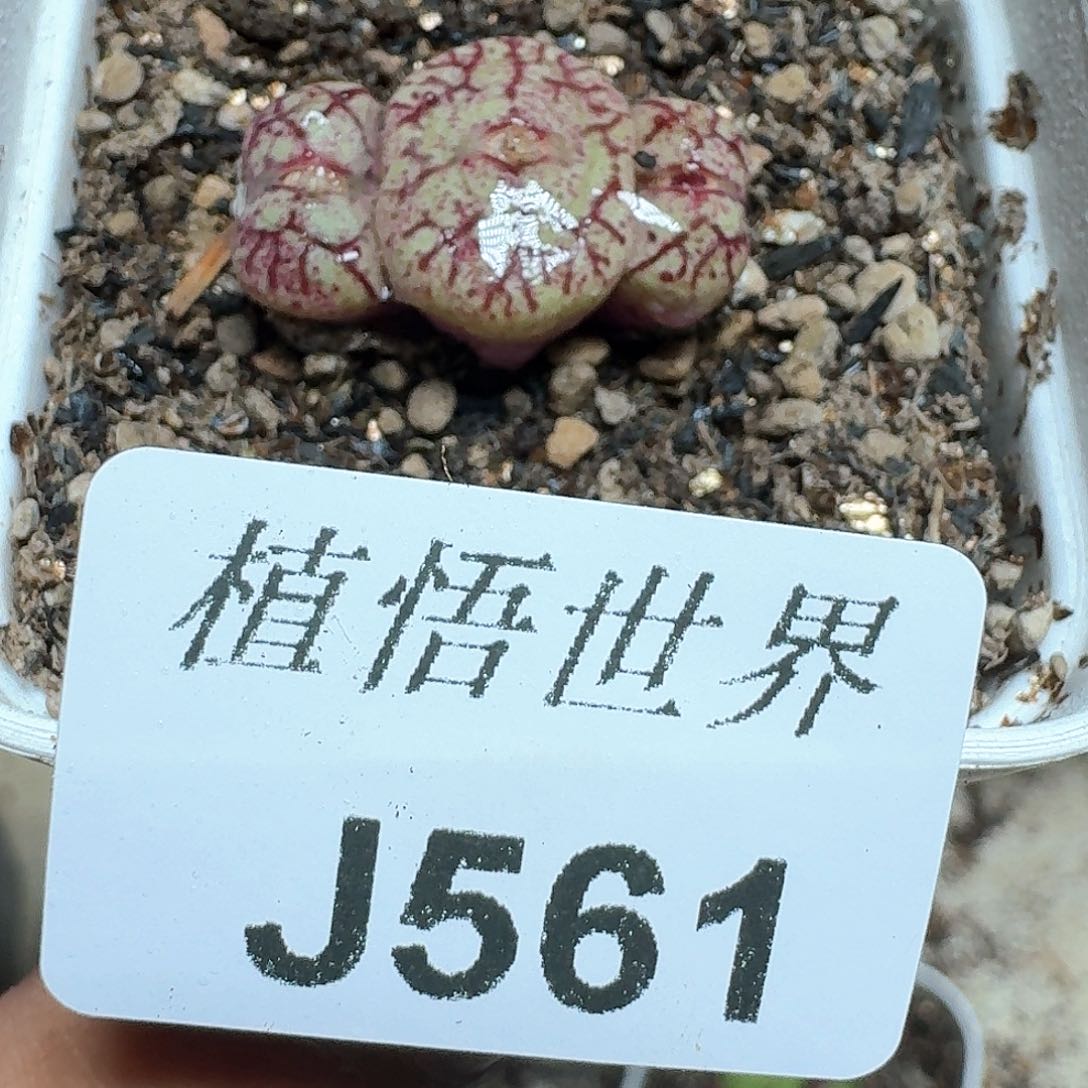 561号多肉植物d f