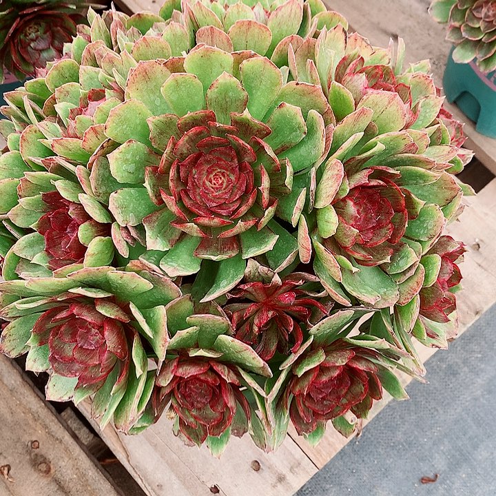 红丝绒法师图片多肉植物