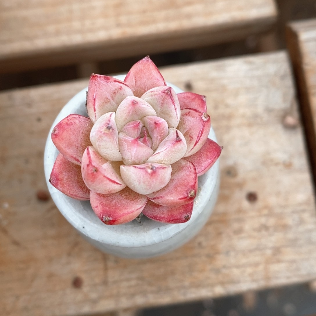 精品多肉一物一拍99