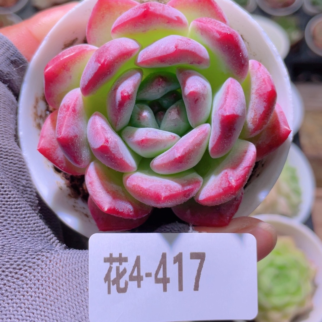 花利美4-417新品 