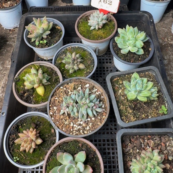 162多肉植物一物一拍