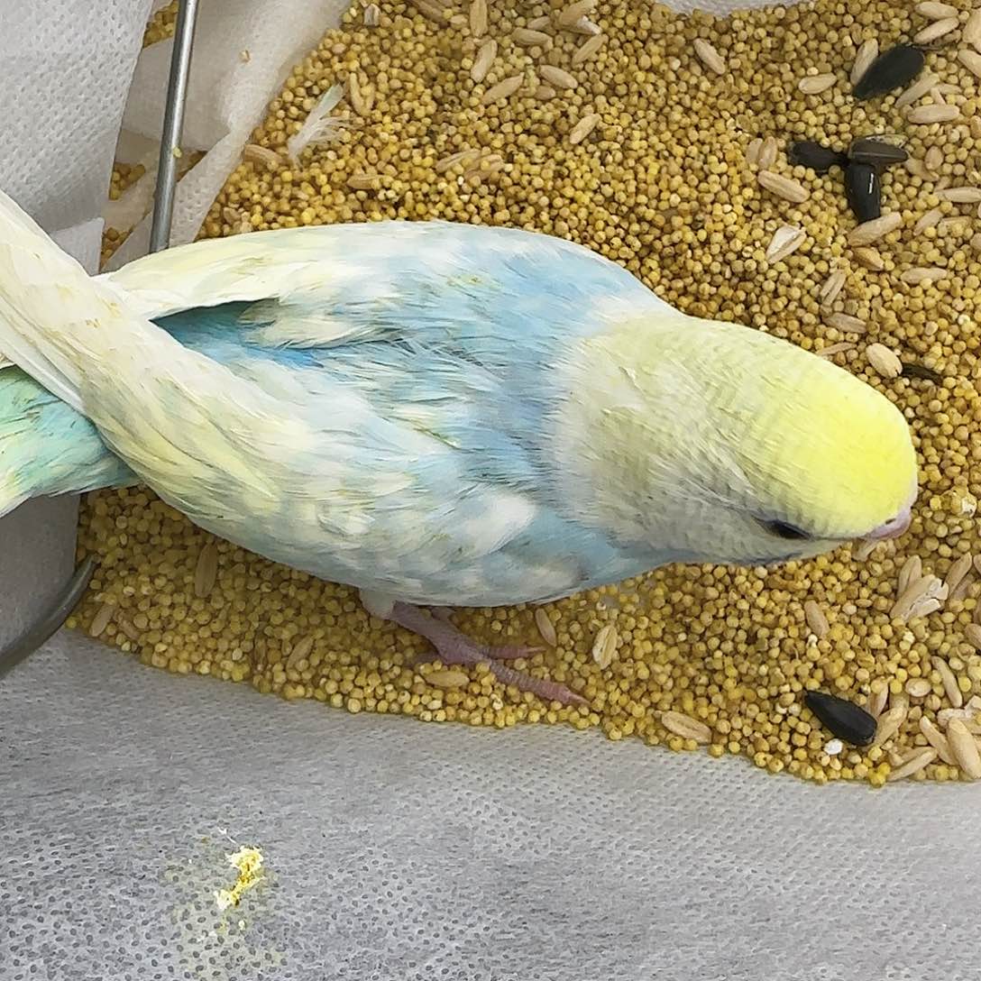 虎皮鹦鹉金彩金彩