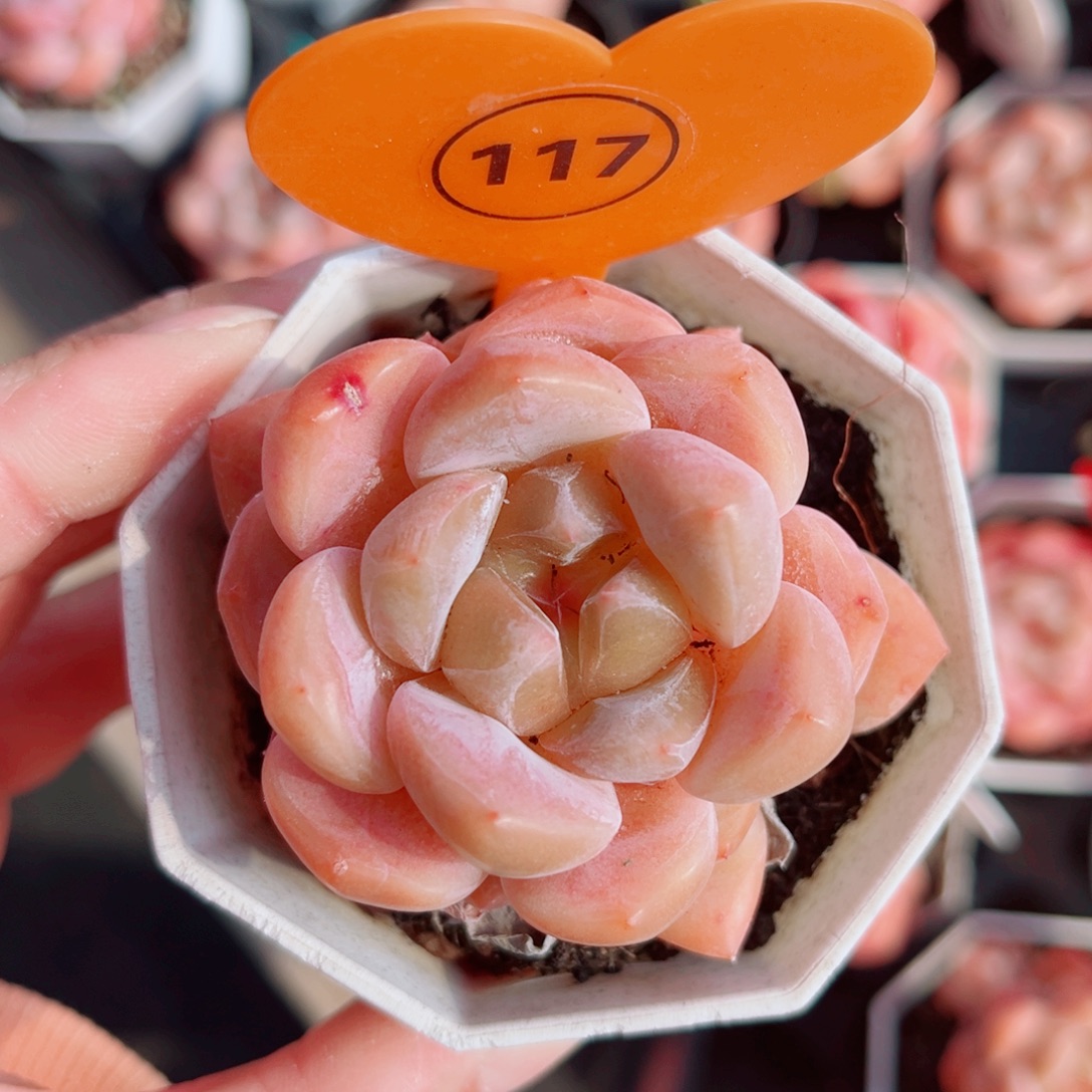 117号小老桩糖心单头