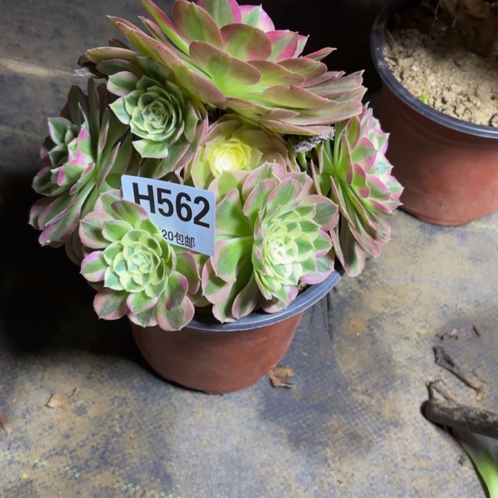 瑞妈，，。。。。562绿体