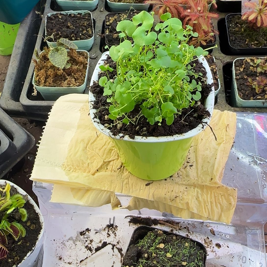 完全开放大肾叶交荷叶