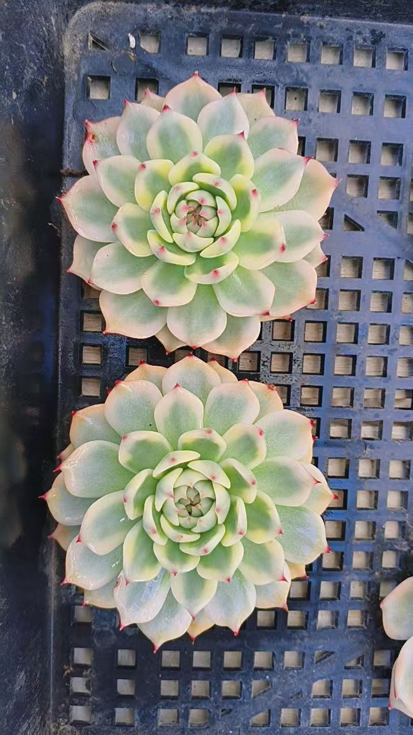 两颗吉娃娃多肉福利价十厘米