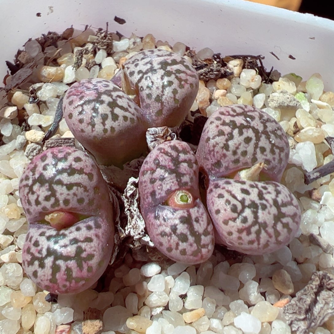 915-279多肉多肉鸟哈尼勋章