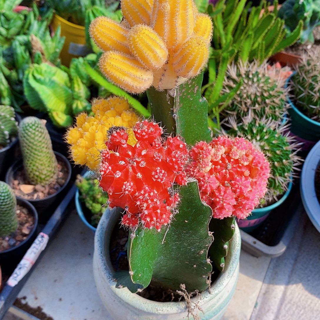 无花朵4个颜色111111111111111个