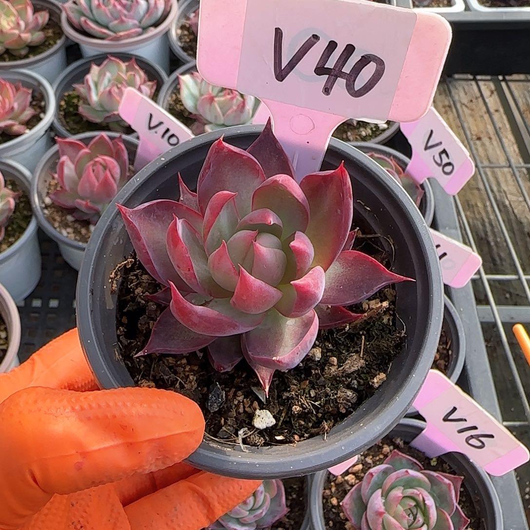 浅*V40惊鸿单头多肉