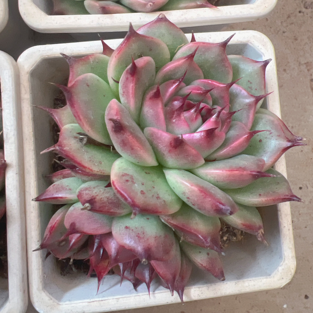 90#双头托斯卡内利多肉-脱土发货