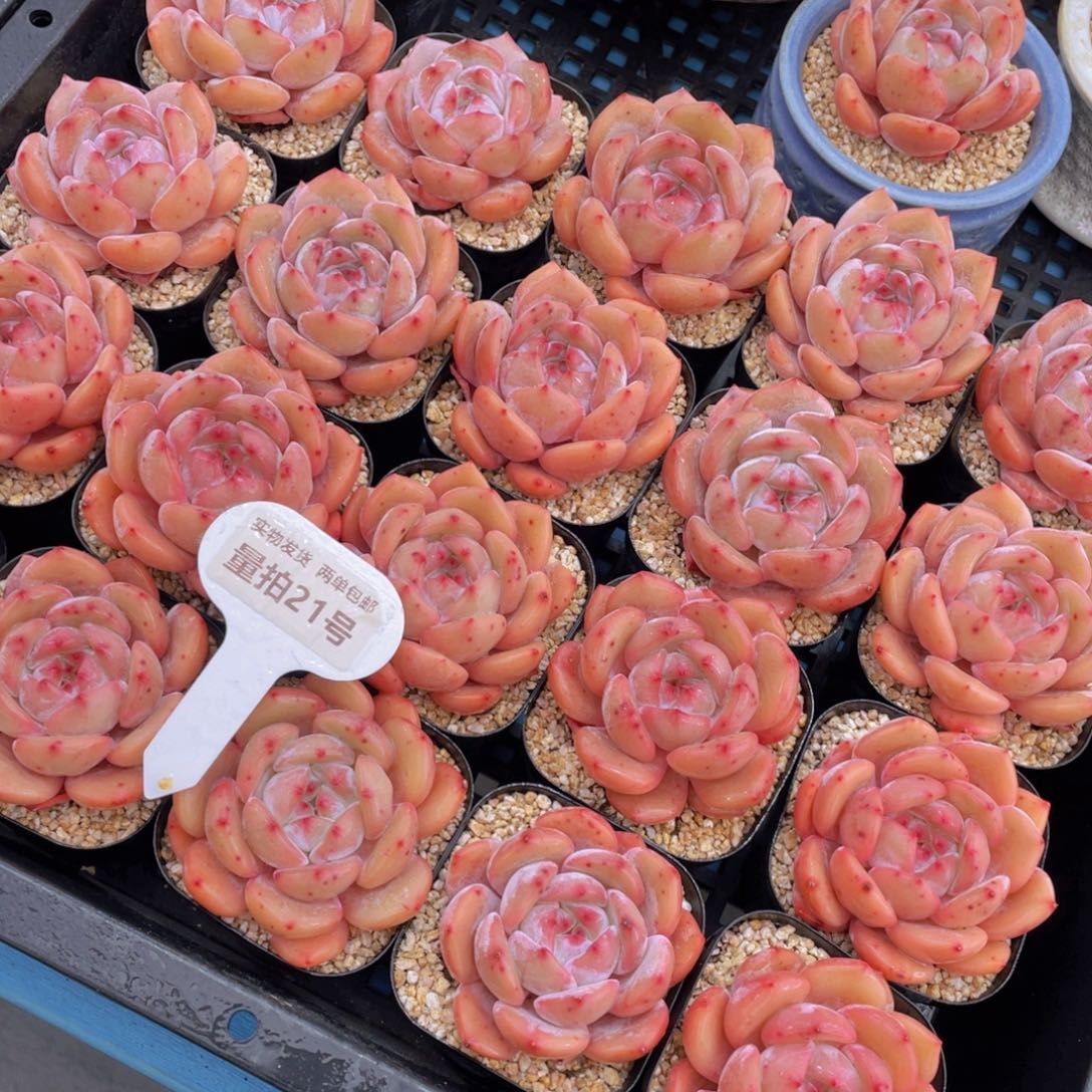 量拍21号 宽叶包包韩橙单头两个