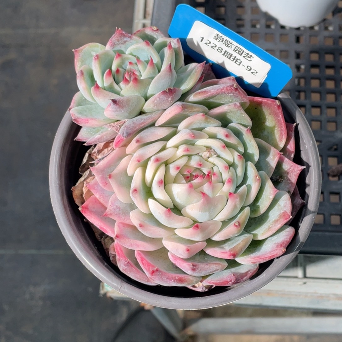 1228-92-吉娃娃锦福利一颗