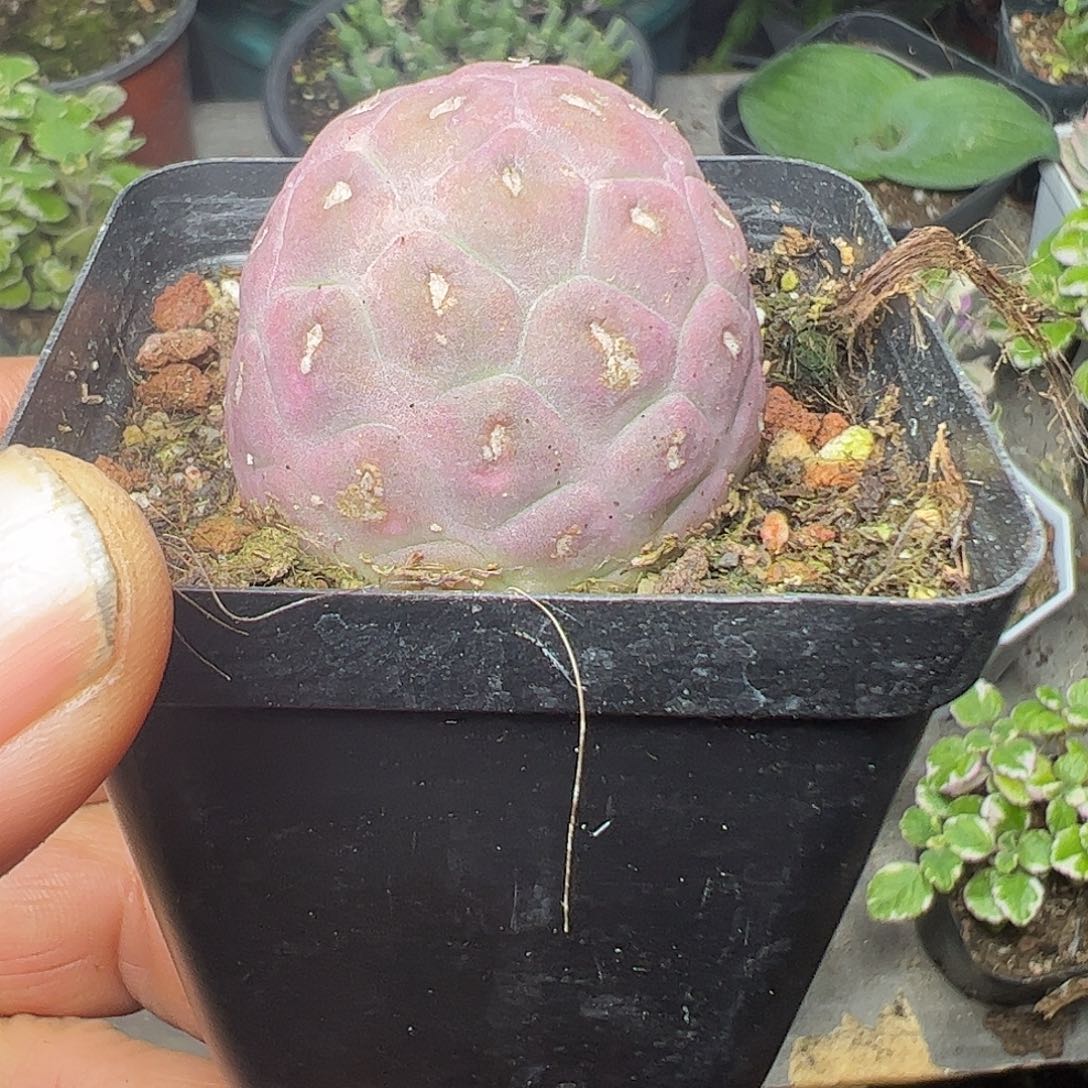 紫皮无次席之野特大福利