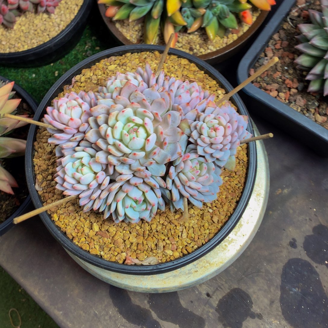 星星橙手捧多肉植物