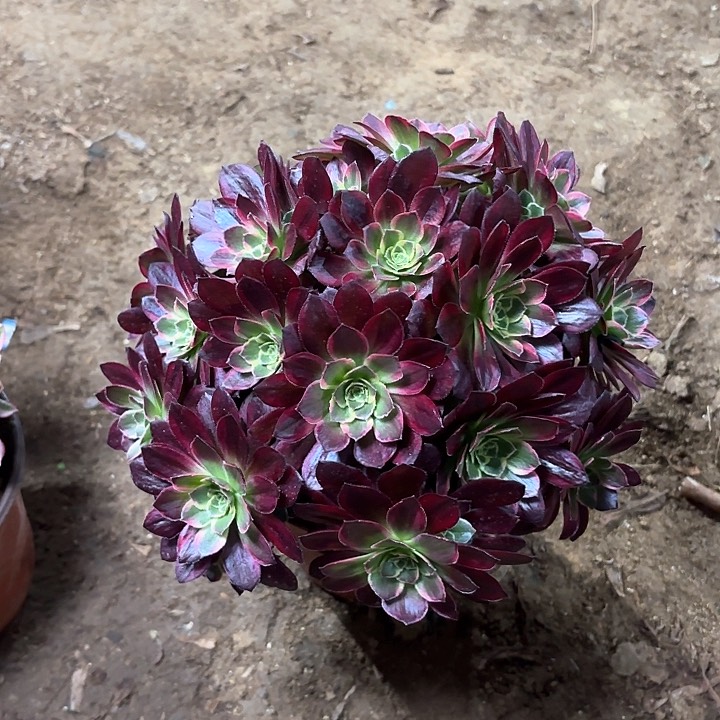 多肉植物法师安娜89