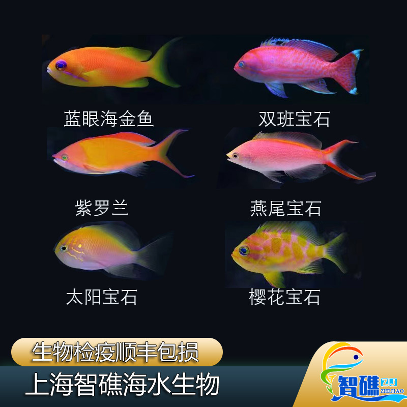 紫罗兰双班宝石蓝眼海金鱼发霉鱼樱花宝石优质海水鱼活体观赏鱼