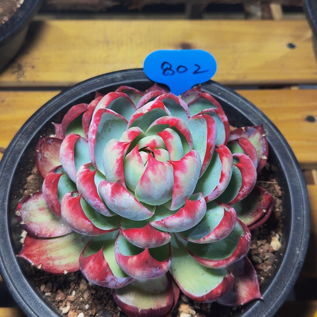 惊鸿仙子一物一拍802号