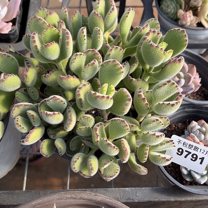 阿雅园艺。        9791熊童子