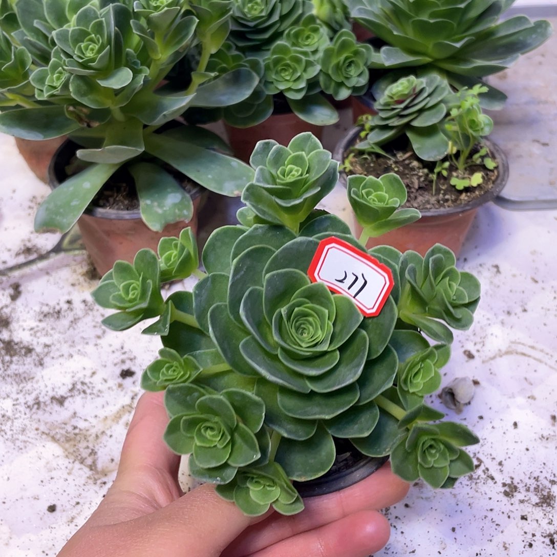 山地玫瑰多肉 277