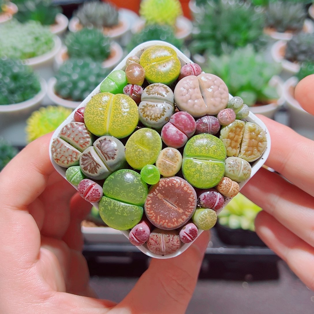 彩拼生石花带白盆种好