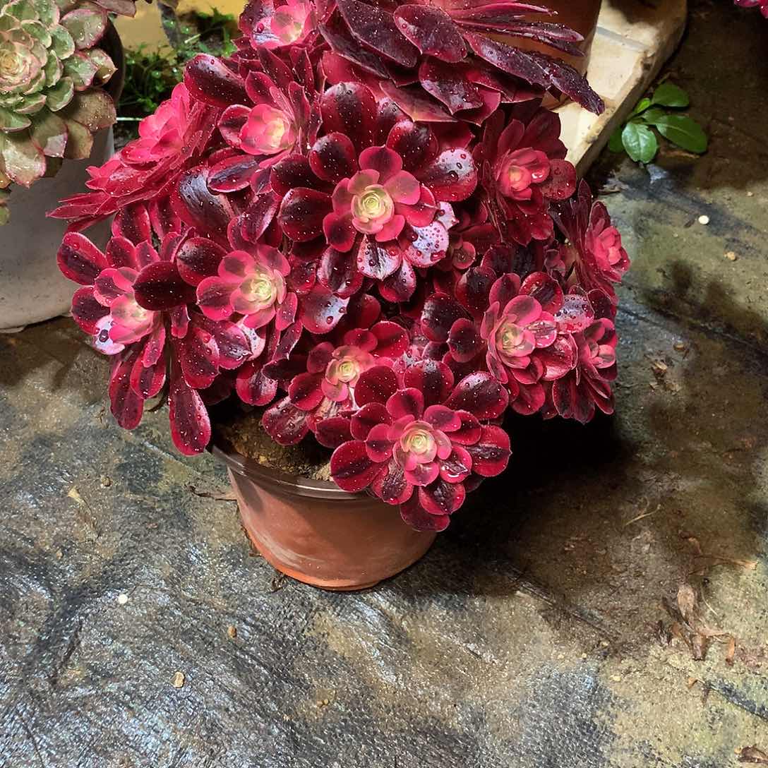 多肉多肉多肉多肉171