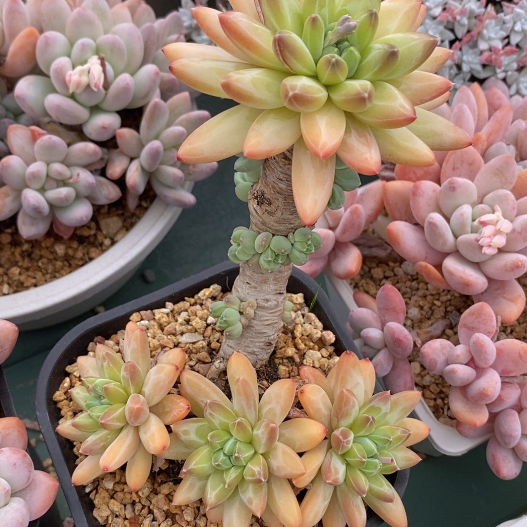 一物一拍精品多肉-母本展示有同款