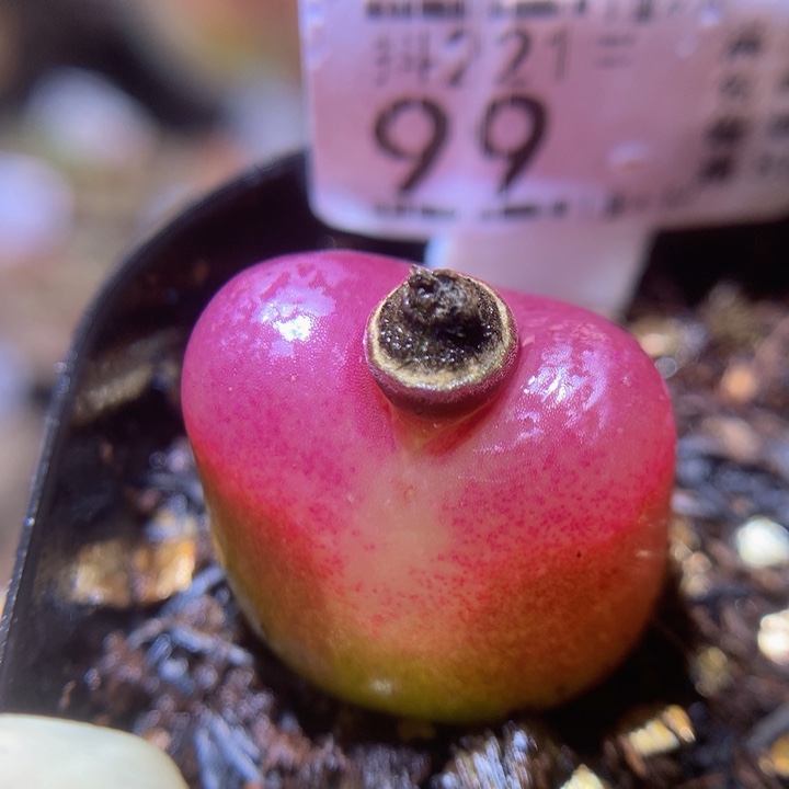 精品生石花221.99