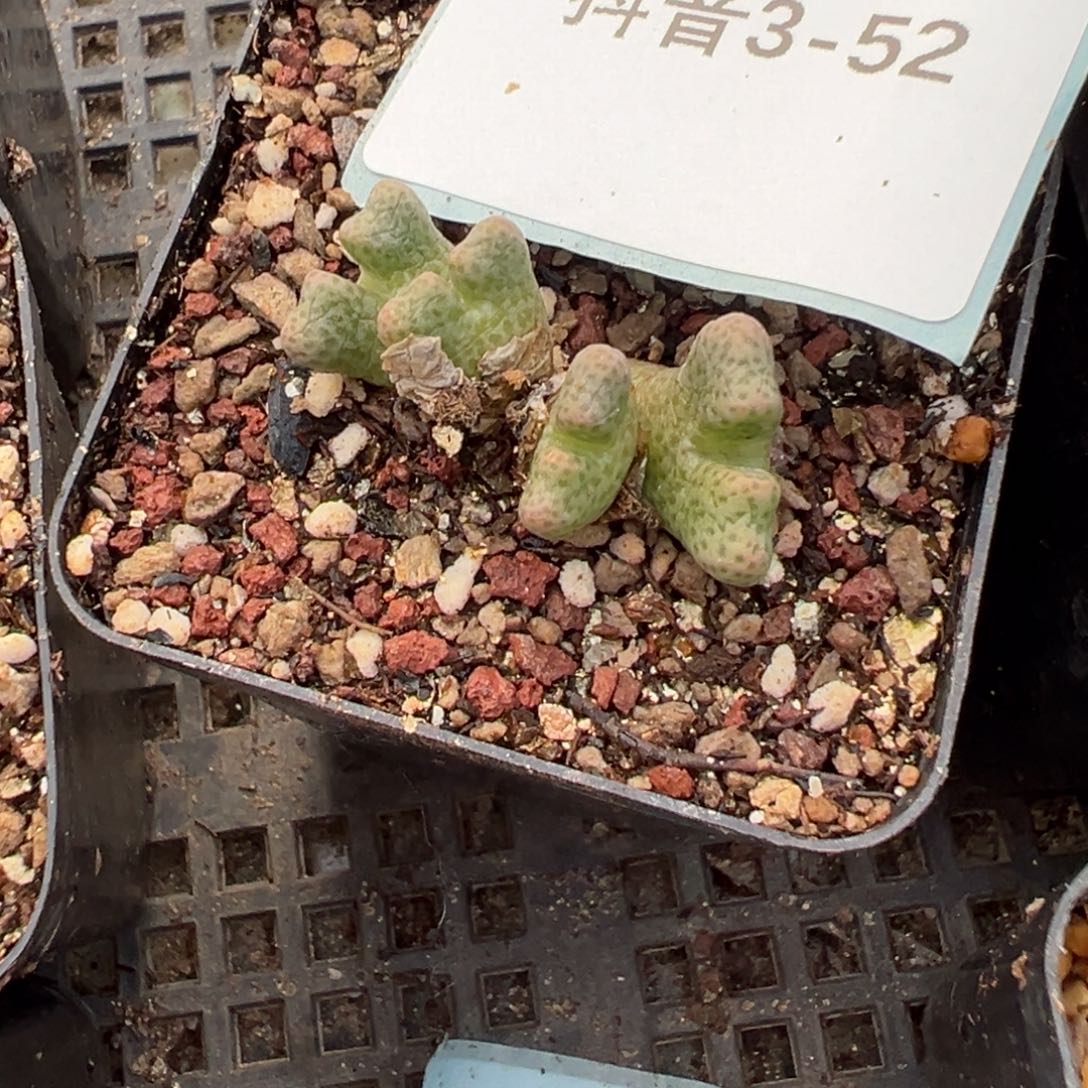 3-52鹿角斑马多肉植物