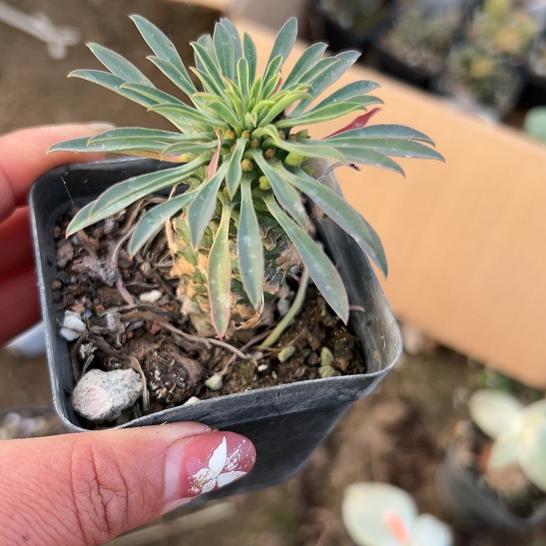 多肉植物铁甲麒麟