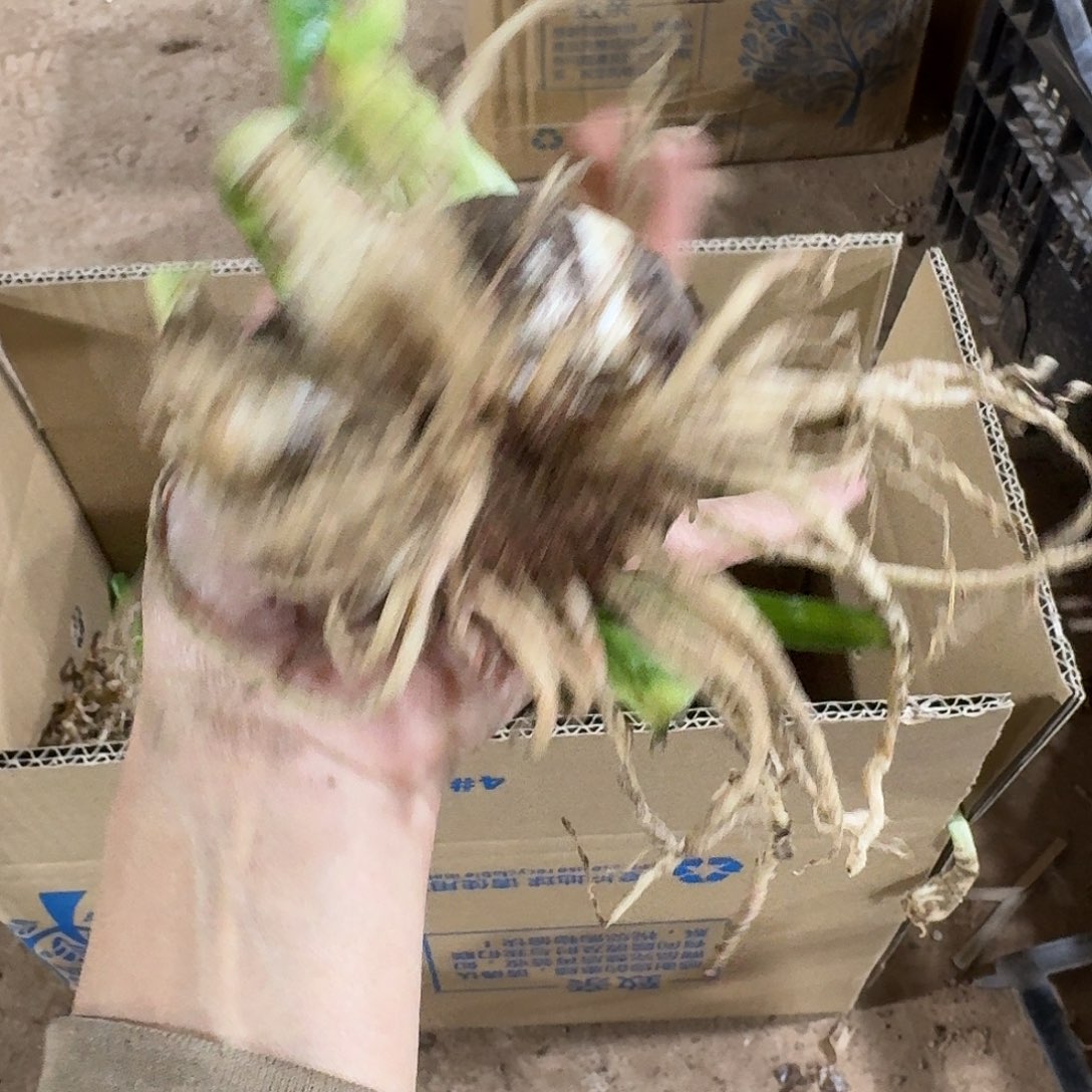 贵妇7+开花球发发发