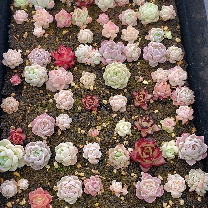 320 多肉植物盆栽花卉植物