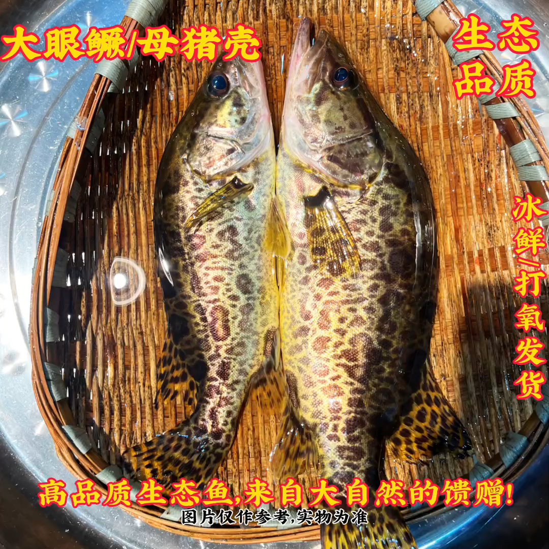 贵州深山溪流母猪壳大眼鳜鱼刺少肉嫩现杀冰鲜冷链包邮到家