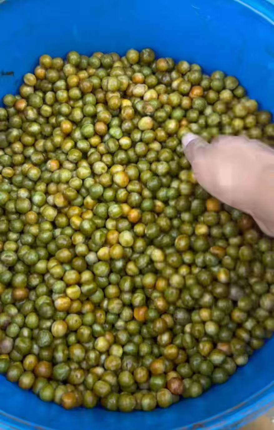 正宗鸡头米新鲜鸡头米（漏气不影响食用）