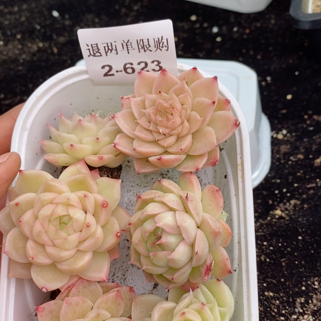 2-623 新疆西藏内蒙不发其他12.8包邮两到三公分多肉