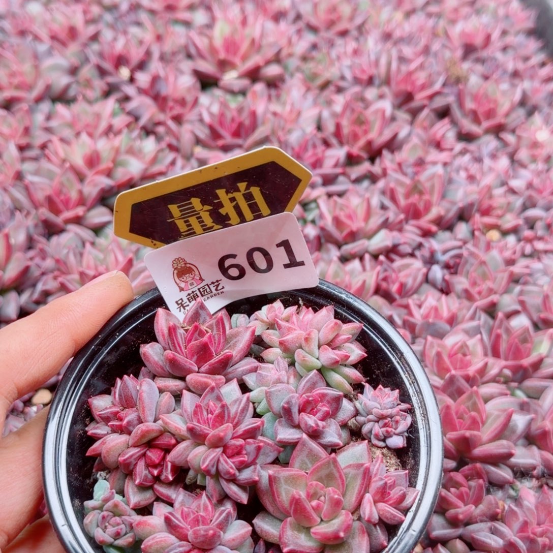 多肉植物多肉植物