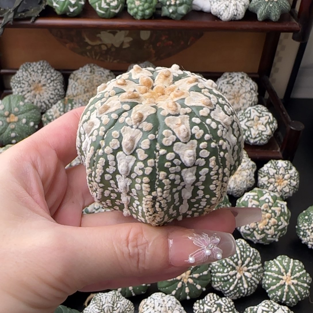 6cm泰兜v兜海星不退换