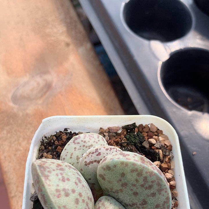 花蛋福利888888835