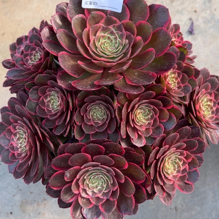 117粉花妖25厘米嫩庄