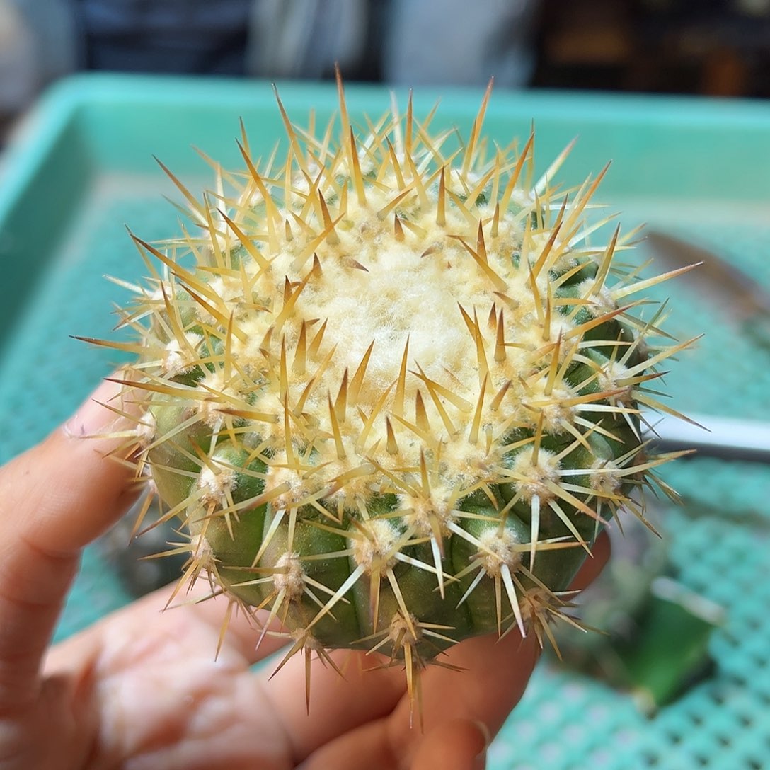 金刺孤龙无根6公分