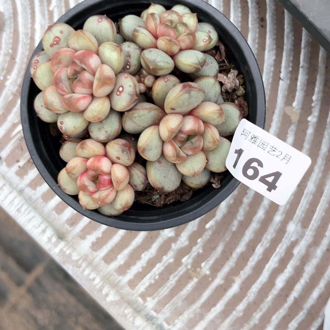 阿雅园艺。           164