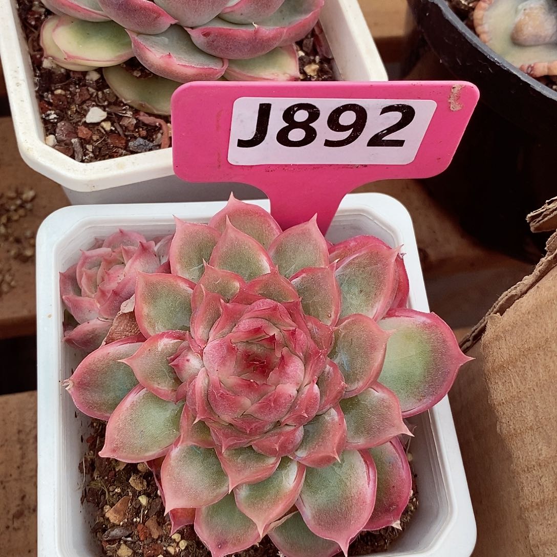 月*光水晶虾饺8cm多肉植物