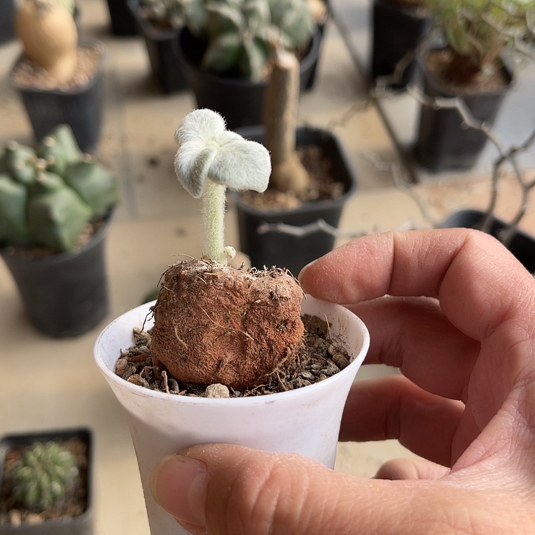 实生断崖女王一物一拍