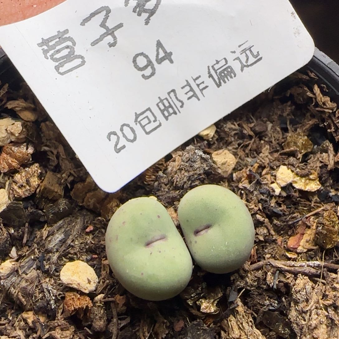 贝特芬带盆土发货。        