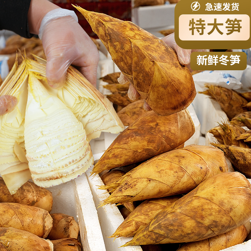 精品特大号冬笋【顺丰到家】浙江杭州发货