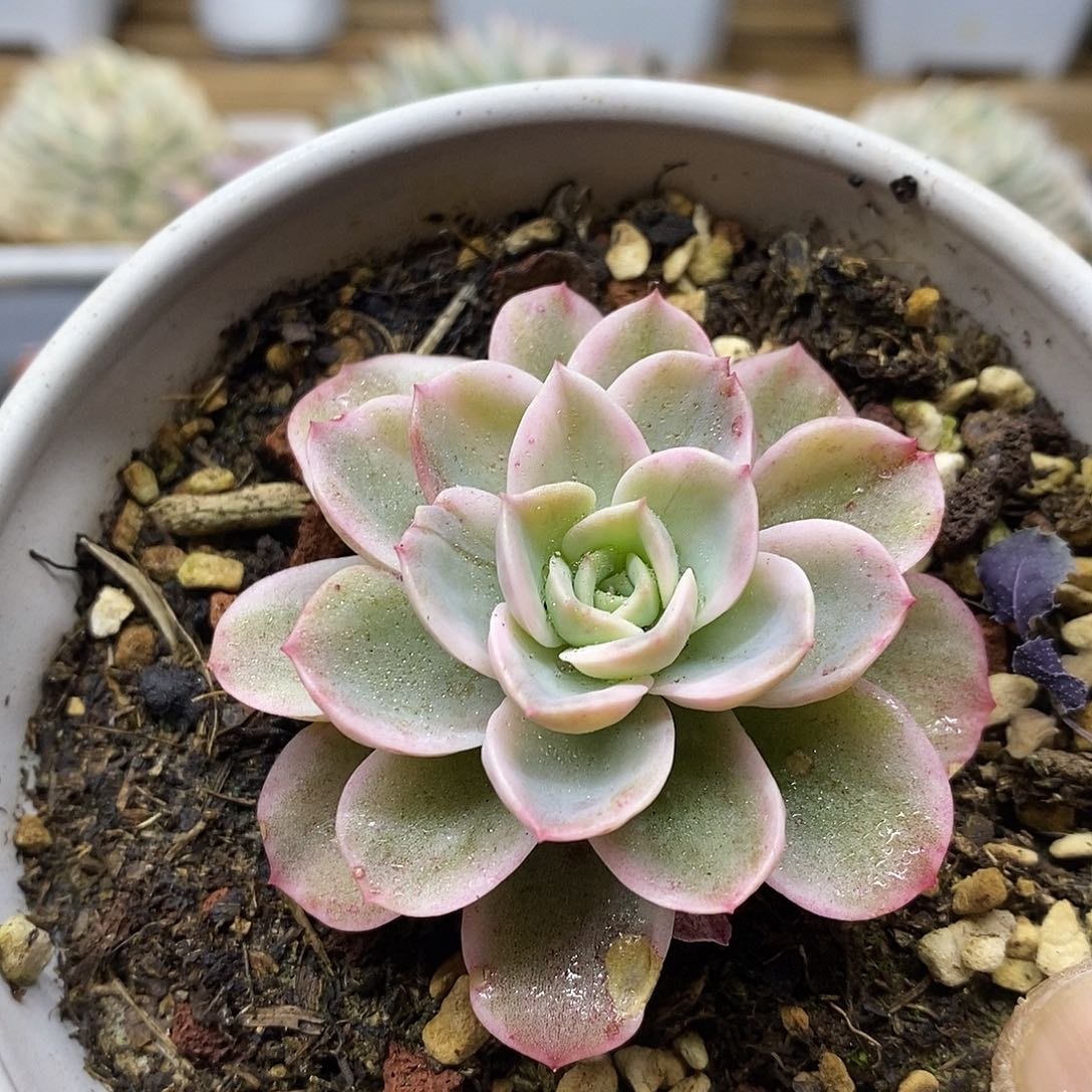 2080 哈密瓜覆轮锦