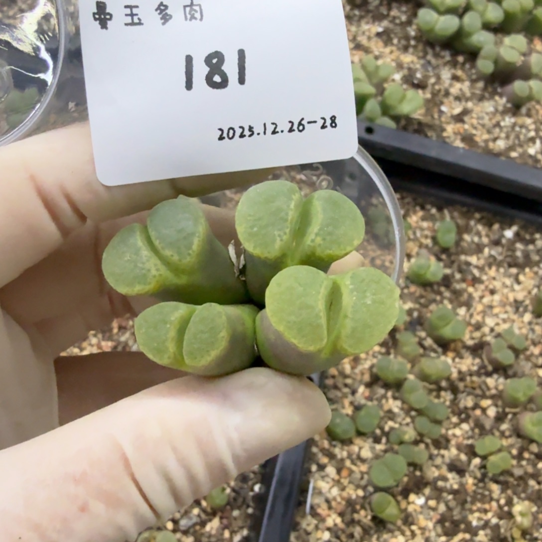 蛋***蛋多肉多肉多肉12-181